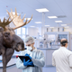 Illustration for article titled Incredible Breakthrough: Researchers At The Mayo Clinic Have Successfully Switched A Man With A Moose